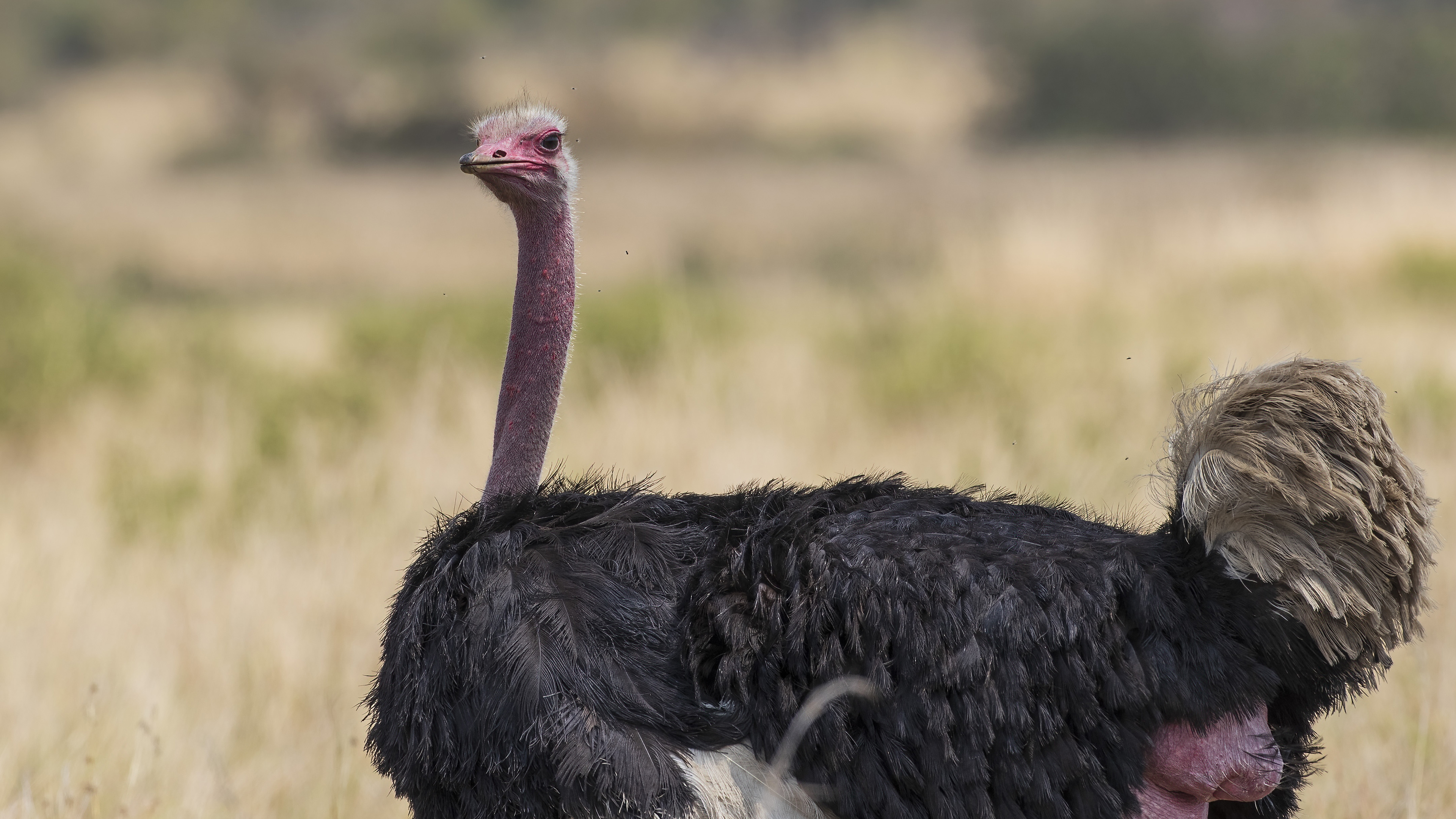 Common Ostrich
